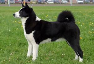 Karelian Bear Dog