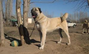 Kangal Dog