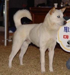 Korean Jindo