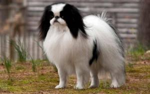 Japanese Chin