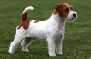 Jack Russell Terrier