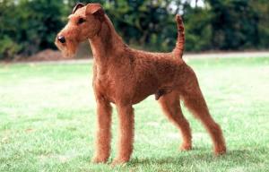 Irish Terrier