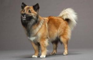 Icelandic Sheepdog