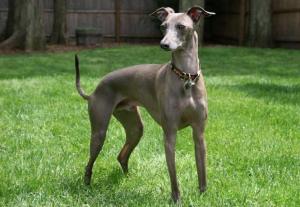 Italian Greyhound