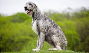 Irish Wolfhound