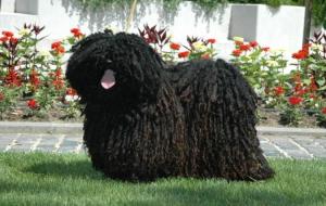 Hungarian Puli