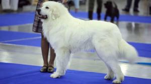 Great Pyrenees