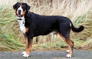 Greater Swiss Mountain Dog