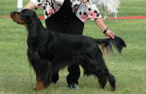 Gordon Setter