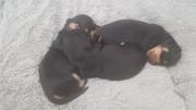 Mini Dachshund, smooth black and tan puppies