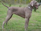 Weimaraner