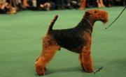 Welsh Terrier