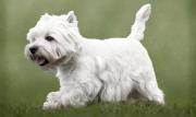 West Highland White Terrier