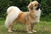 Tibetan Spaniel