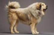 Tibetan Mastiff