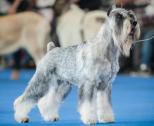 Standard Schnauzer