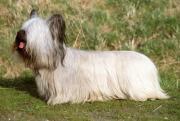 Skye Terrier