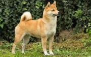 Shiba Inu