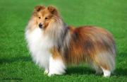 Shetland Sheepdog