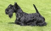 Scottish Terrier