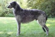 Scottish Deerhound