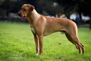 Rhodesian Ridgeback