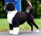 Portuguese Water Dog