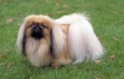 Pekingese