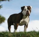 Old English Bulldog