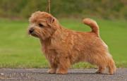 Norfolk Terrier