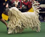 Komondor