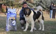 Karakachan Dog (Bulgarian Shepherd)