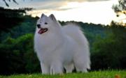 Japanese Spitz