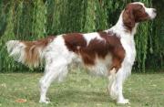 Irish Red and White Setter