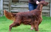 Irish Setter