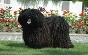 Hungarian Puli