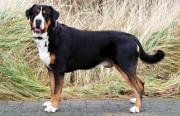 Greater Swiss Mountain Dog