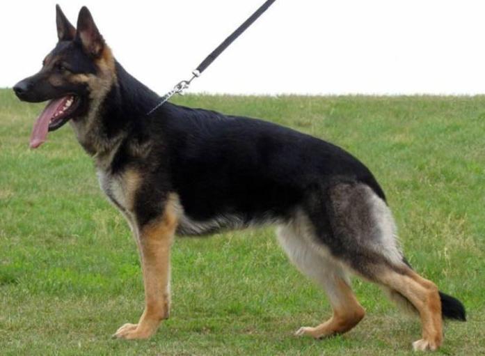 German Shepherd in All, 