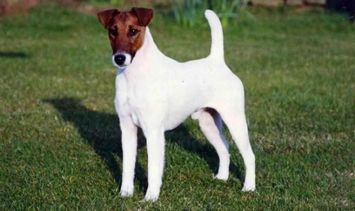 Fox Terrier in All, <br />
<b>Notice</b>:  Undefined index: country in <b>/home/dogbreedersgallery/public_html/temp/8a6af99ac9f223d2246a14de2265ada4fad41ac6_0.file.listing_gallery.html.php</b> on line <b>69</b><br />
