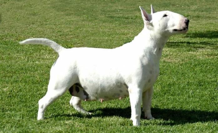 Bull Terrier in All, 