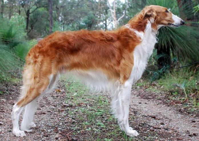 Borzoi in All, 