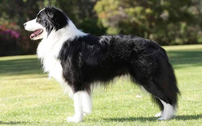 Border Collie in All, 