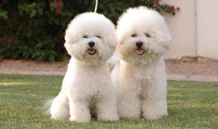 Bichon Frise in All, 