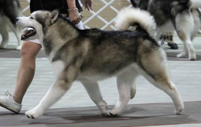 Alaskan Malamute in All, 