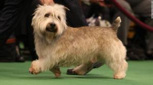 Glen of Imaal Terrier