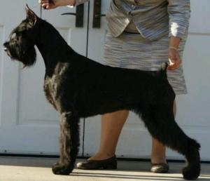 Giant Schnauzer