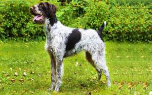 German Wirehaired Pointer