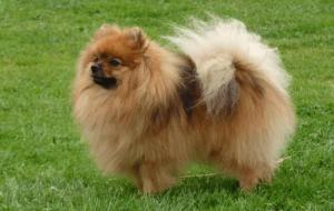 German Spitz