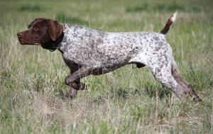 German Shorthaired Pointer