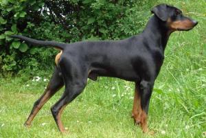 German Pinscher